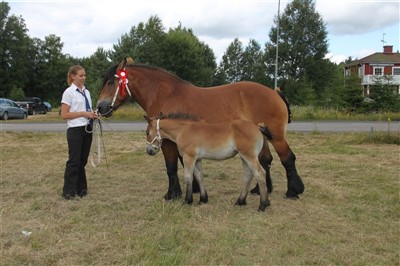 B&auml;sta f&ouml;l i Hamneda 2013