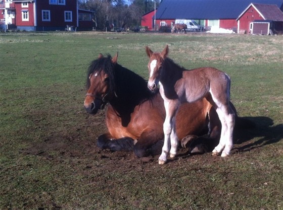 Primmadonna och Pondus