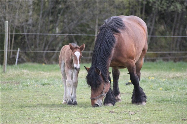 Primmadonna och Patron