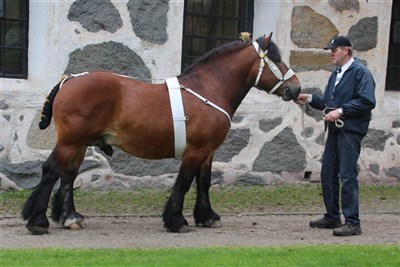 Stadig p&aring; hingstvisning