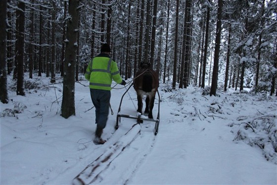 Molle i skogen