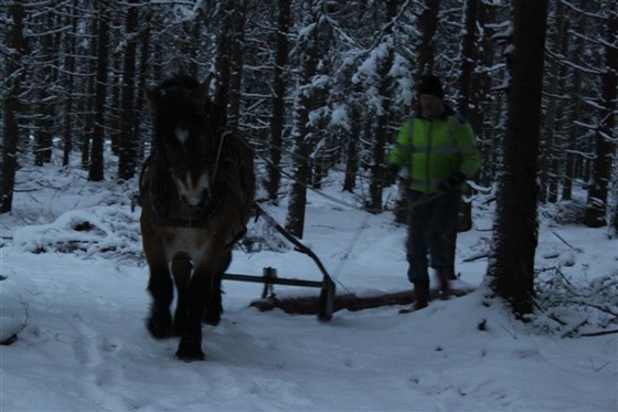 Molle i skogen