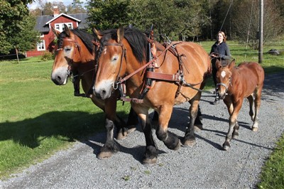 Tömkörning i par med ardenner