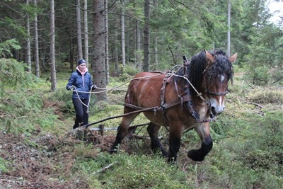 Tömkörning med 2-åriga ardennerhingsten Moltas