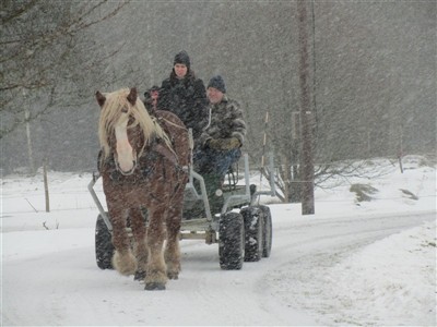 Ardennern Pokal drar vagnen i snöstorm
