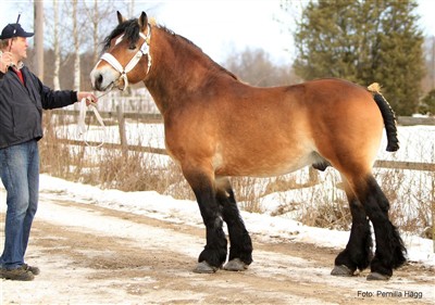 Moltas godk&auml;nd ardennerhingst