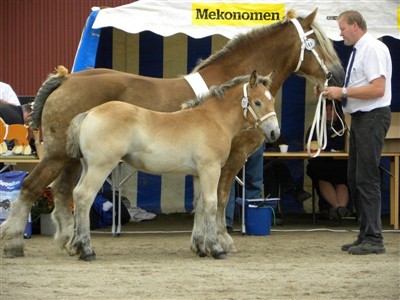 Finaste ardennerstoet Maja och hennes f&ouml;l Majken e.Bin&ouml;r