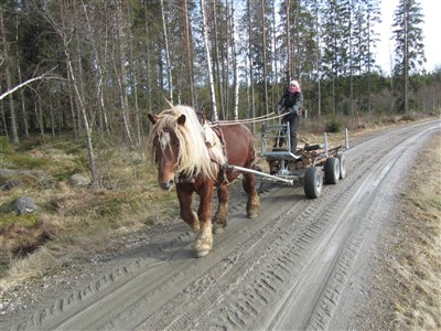 ardennerhingsten max