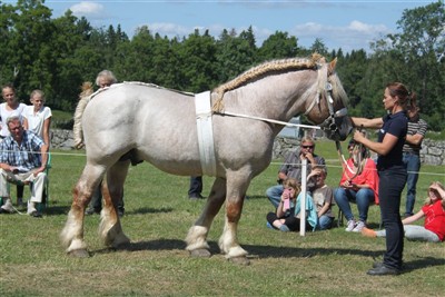 Carlang