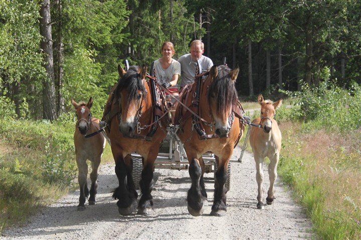 Fyra hästar i bredd tar upp hela vägen!