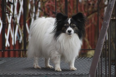 Lilla Tyke är en blandning mellan Papillon och Malteser