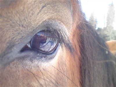 Hästar har så snälla ögon!