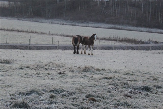 Moltas och hans nya kompis, en 1årig clydesdale