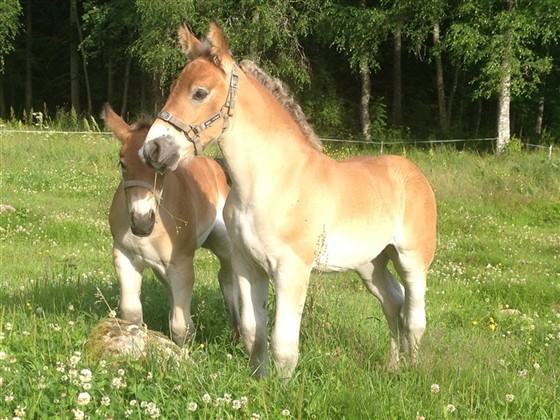 Minja och Mar&auml;ng