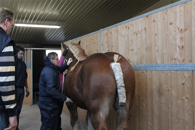 Pokal veterinärbesiktigas