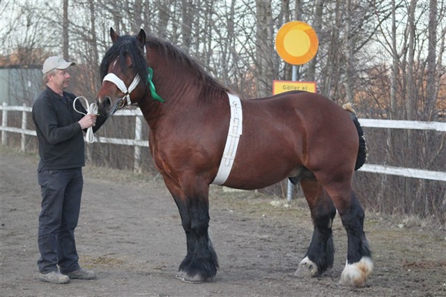 Hingsten Hampus