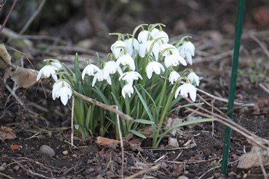 Vårblommor