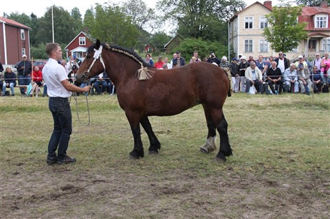 Lilja e.Herkules
