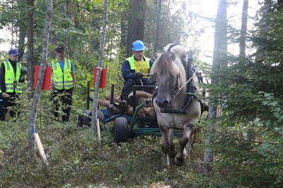 SM skogsk&ouml;rning