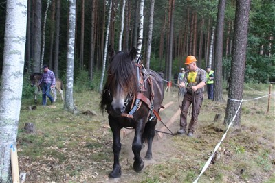 SM skogsk&ouml;rning