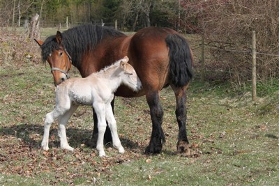 Primmadonna och hennes f&ouml;l Po&auml;ng