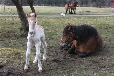 Ardennerstoet Primmadonna och hennes hingstf&ouml;l Po&auml;ng