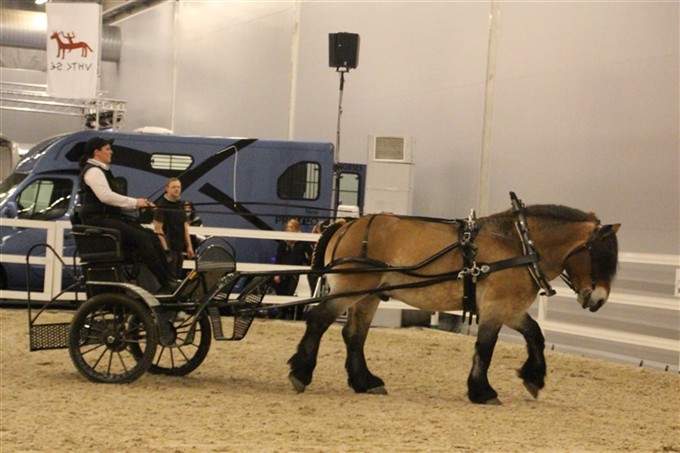 Kristine kör uppvisning i mässpadocken med sin hingst Respekt