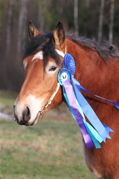 Mysan med rosetten från Sweden International Horse Show & från Årets Kallblod