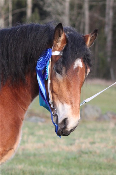 Mysan med rosetten från Sweden International Horse Show & från Årets Kallblod
