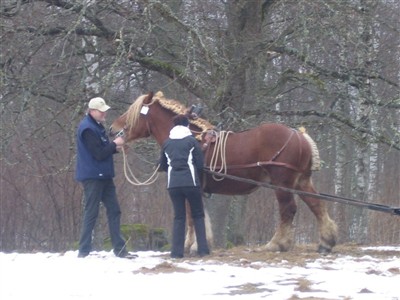 Hingstpremiering Grevagården 2010. Jenny kör bruksprov med Max.