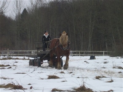 Jenny kör bruksprov med Max på hingstpremieringen på Grevagården 2010