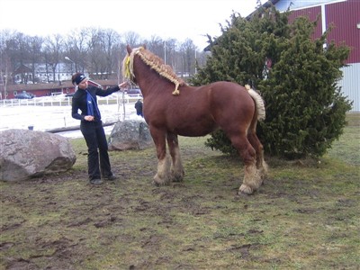 Max blev godkänd hingst på avelsbedömningen på Grevagården 2010