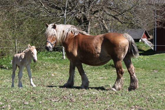 S&ouml;taste ardenner f&ouml;lungen Mejram med stolta mamma Maja