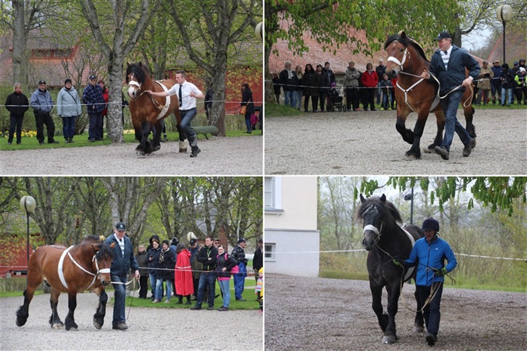 Hingstvisning p&aring; Huseby 2015