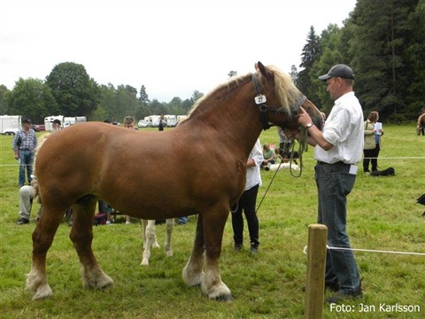 Gottfrids Wilma