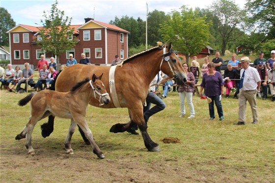 Majken och Majard