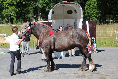 Augustina