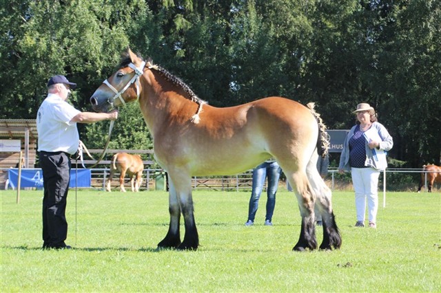 Anderstorps Bianca