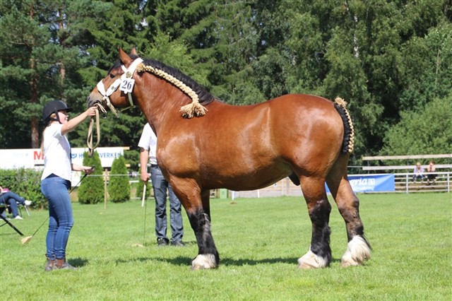 Juster