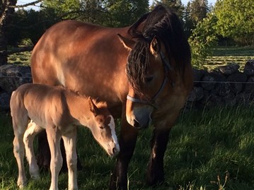 Mysan och Mary