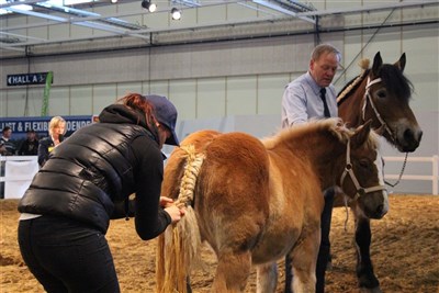 Showmanship på Elmia Lantbruk