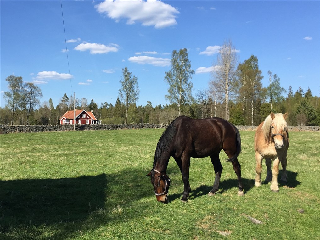 Perazzi och Poäng i sitt nya hem