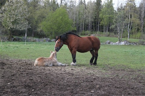 Carmen och Casper