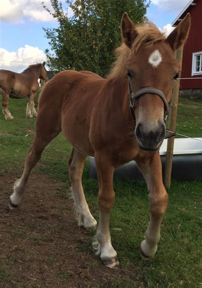 Raja