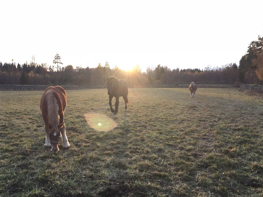 Raja, Perazzi och Maja
