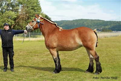 Anderstorps Bianca