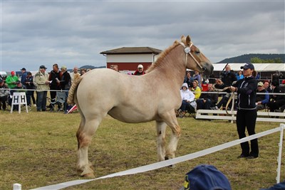 Pilona
