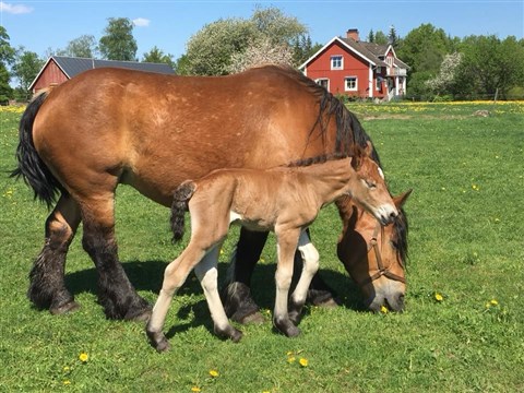 Mingla och Minelli