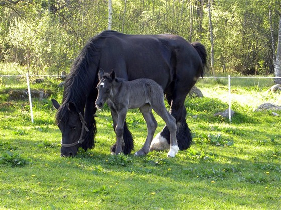 Svart ardenner