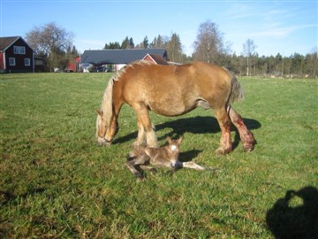 Fina stoet Maja med nyf&ouml;dda Molly